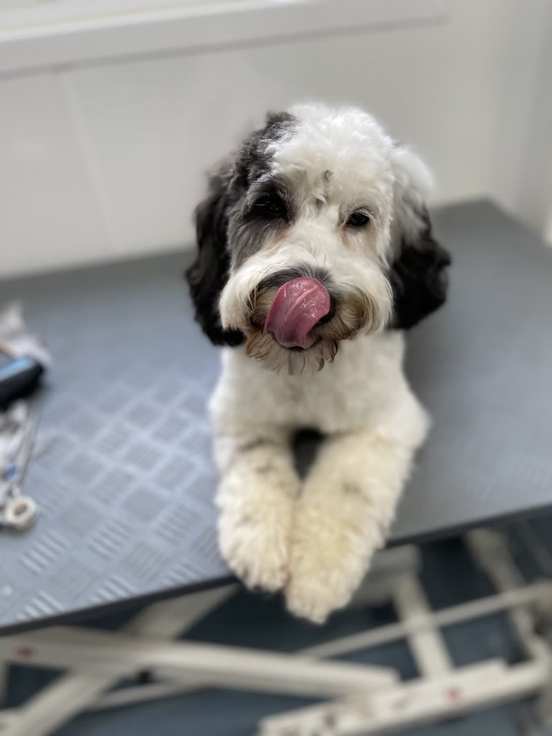 A freshly groomed black-and-white cockapoo sitting on the grooming table, tongue out