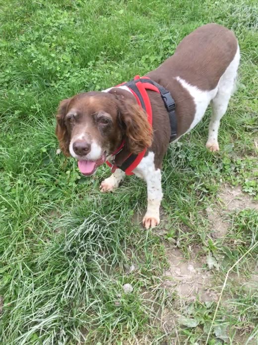 A springer spaniel in a red harness standing on grass after a groom